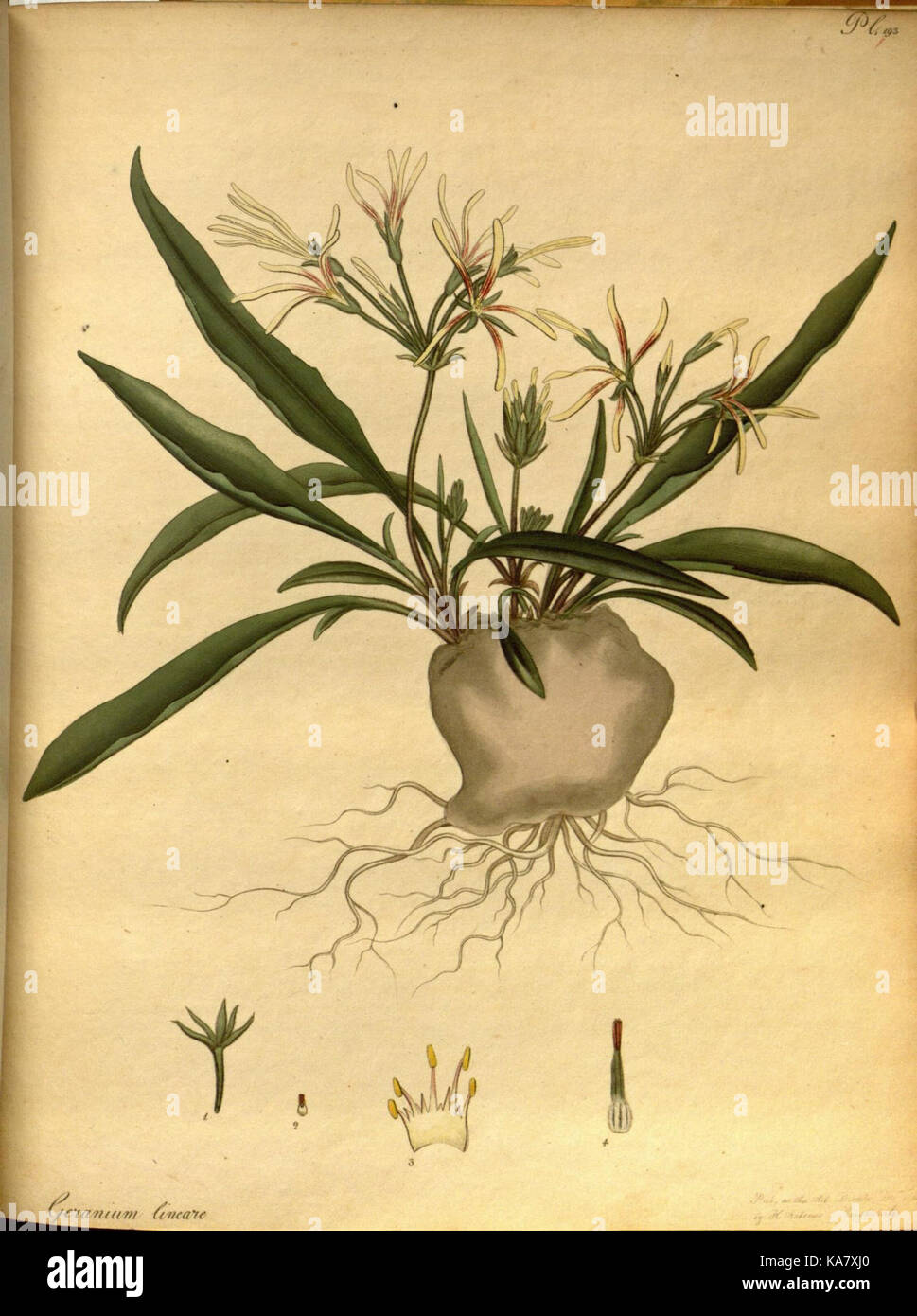 Das Repository des Botaniker, für neue und seltene Pflanzen (PL. 193) (7752573476) Stockfoto