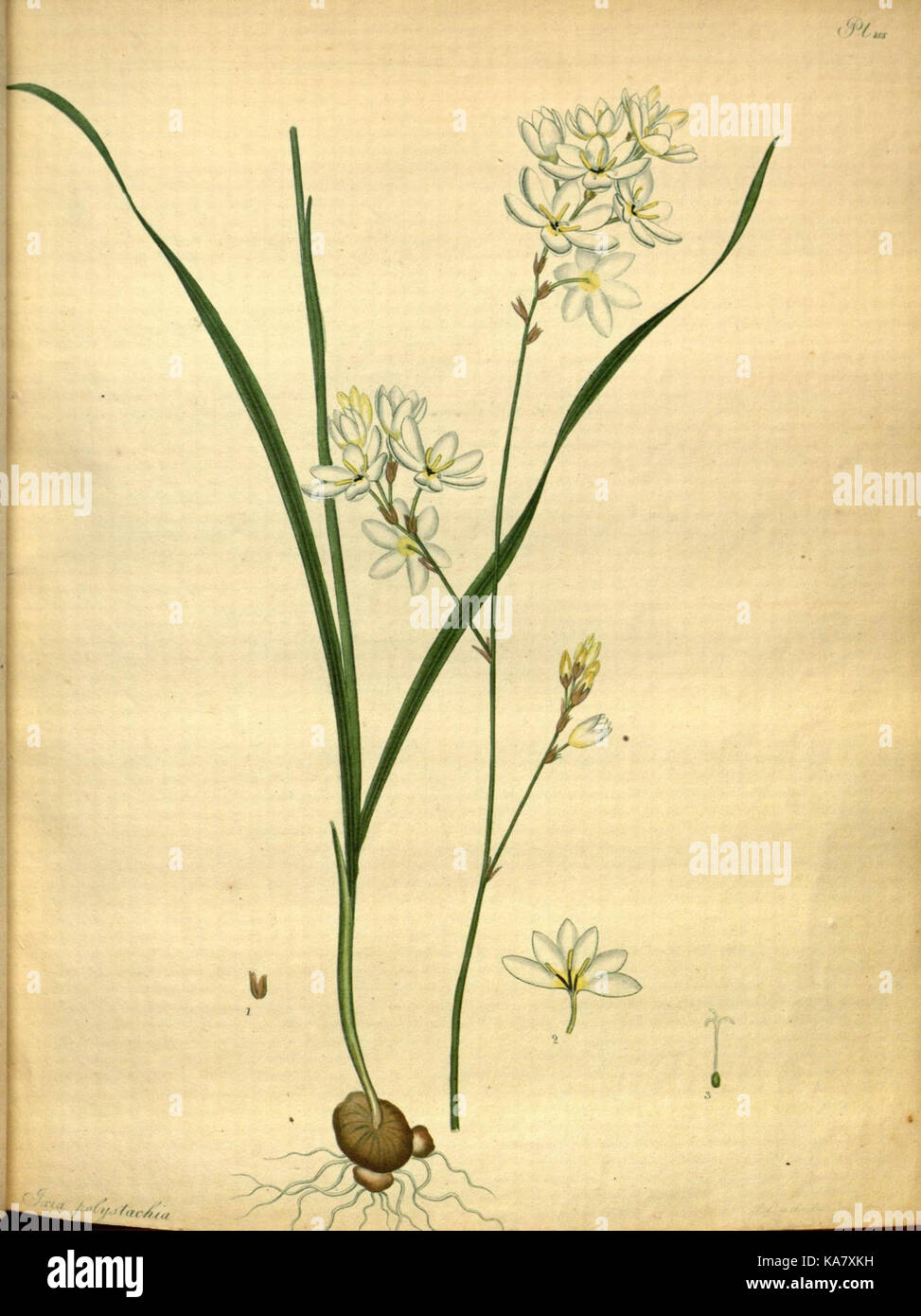 Das Repository des Botaniker, für neue und seltene Pflanzen (PL. 155) (7752546588) Stockfoto