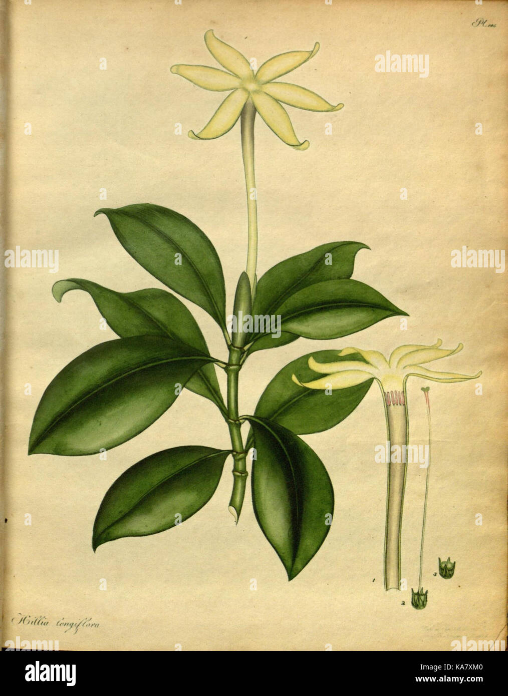 Diese botanische Illustration zeigt seltene und neue Pflanzenarten, die in *The Botanist's Repository* enthalten sind. Die Arbeit beleuchtet die wissenschaftlichen und künstlerischen Aspekte der botanischen Studien im 18. Jahrhundert. Stockfoto