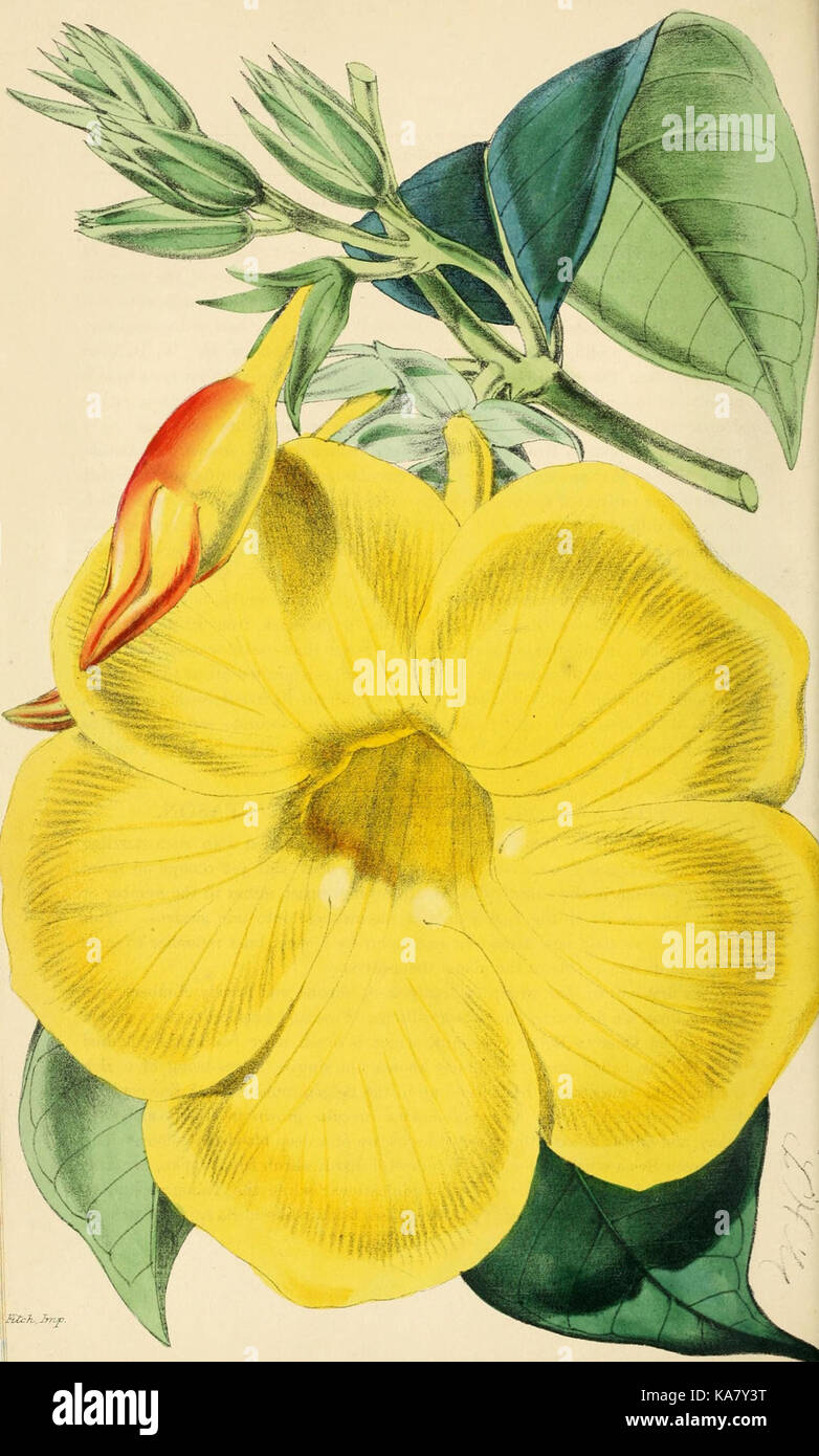 Das blumengeschäft und pomologist (PL. 2) (7189878987) Stockfoto