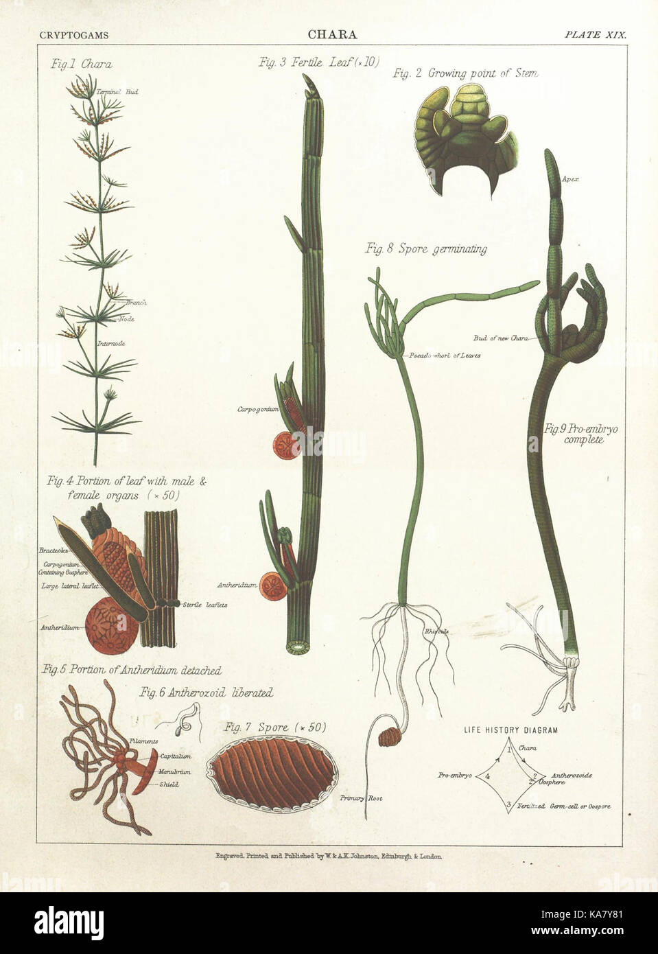 Der botanische Atlas (XIX) (7166139373) Stockfoto
