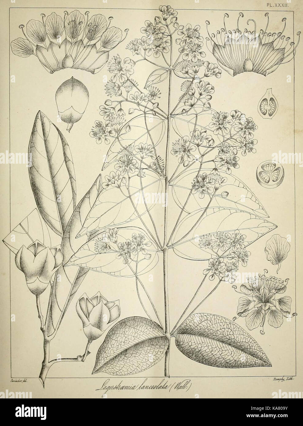 Die flora sylvatica für Südindien (PL. XXXII) (6820656356) Stockfoto