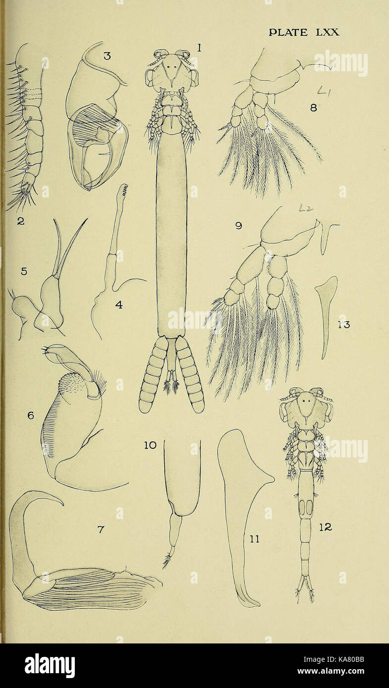 Eine Illustration aus einem wissenschaftlichen Text, der die britische parasitäre Copepoda, eine Art parasitärer Krebstiere, zeigt, mit Details über ihre Klassifizierung und Auswirkungen auf Marine Ökosysteme. Stockfoto
