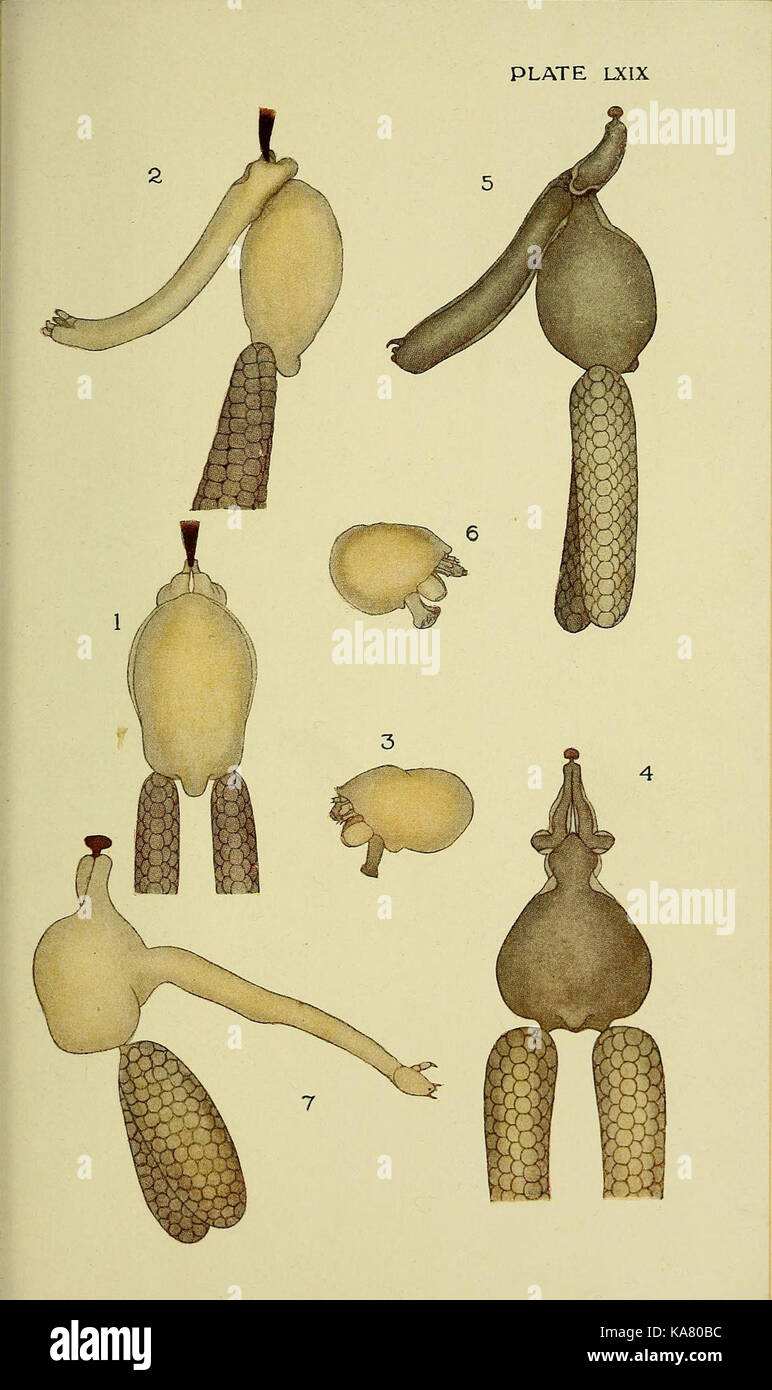 Die britische parasitäre Copepoda (Platte LXIX) (6818054394) Stockfoto