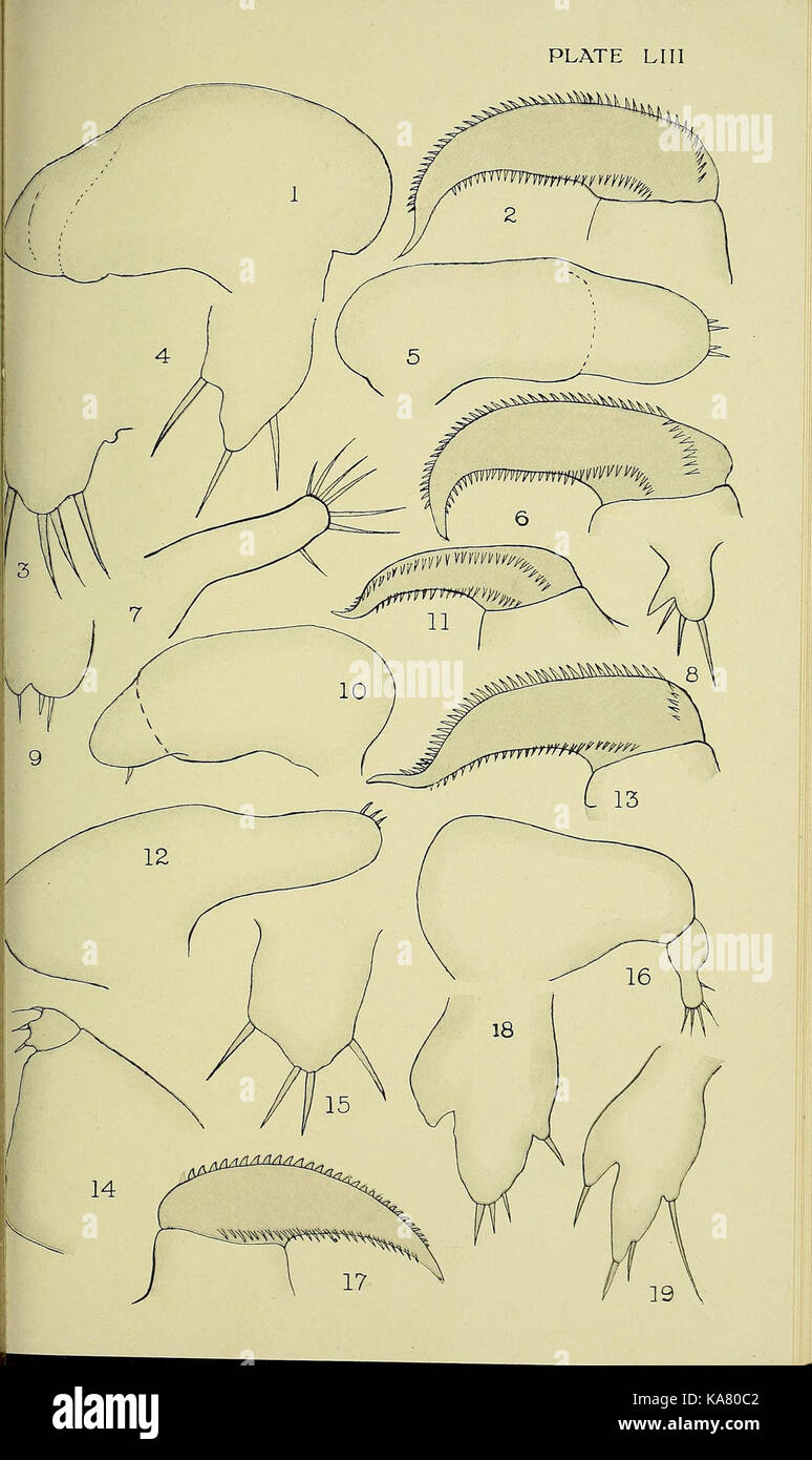 Die britische parasitäre Copepoda (Platte LIII) (6818040184) Stockfoto
