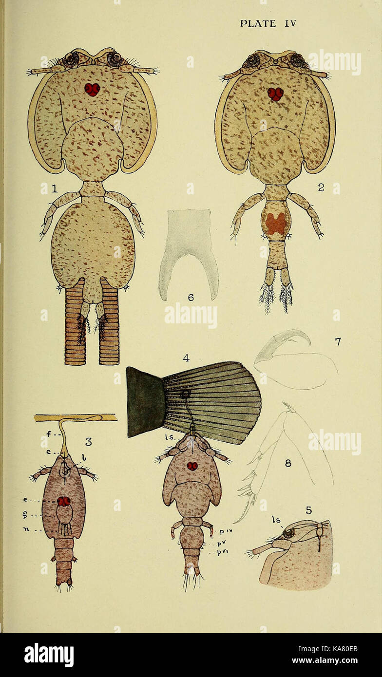 Die britische parasitäre Copepoda (Platte IV) (6818015200) Stockfoto