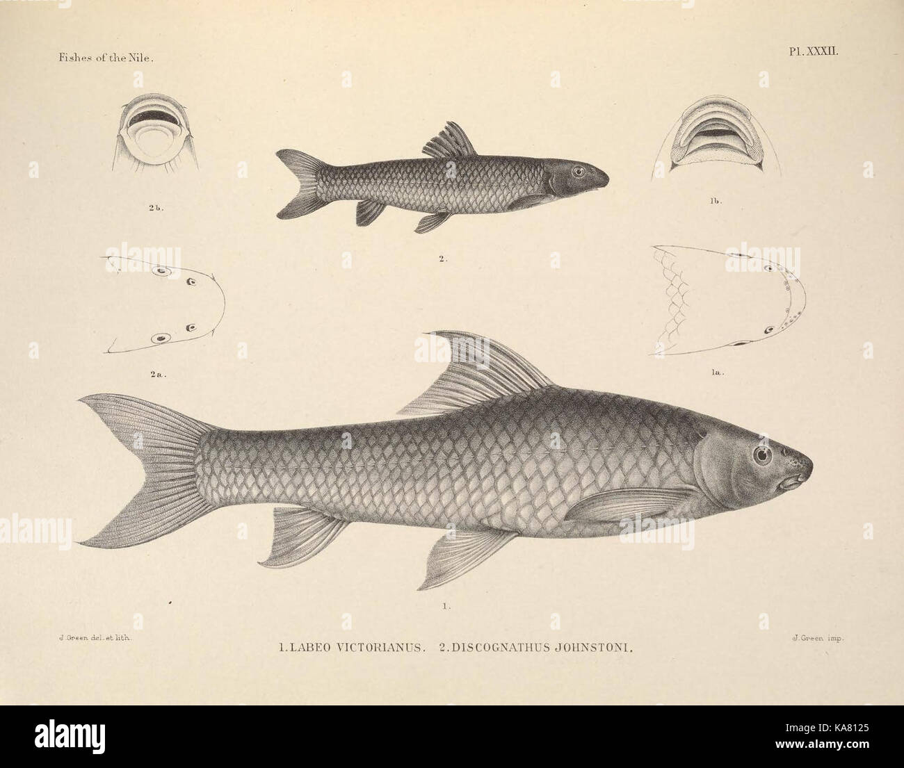 Die Fische im Nil (PL. XXXII) (6815495798) Stockfoto