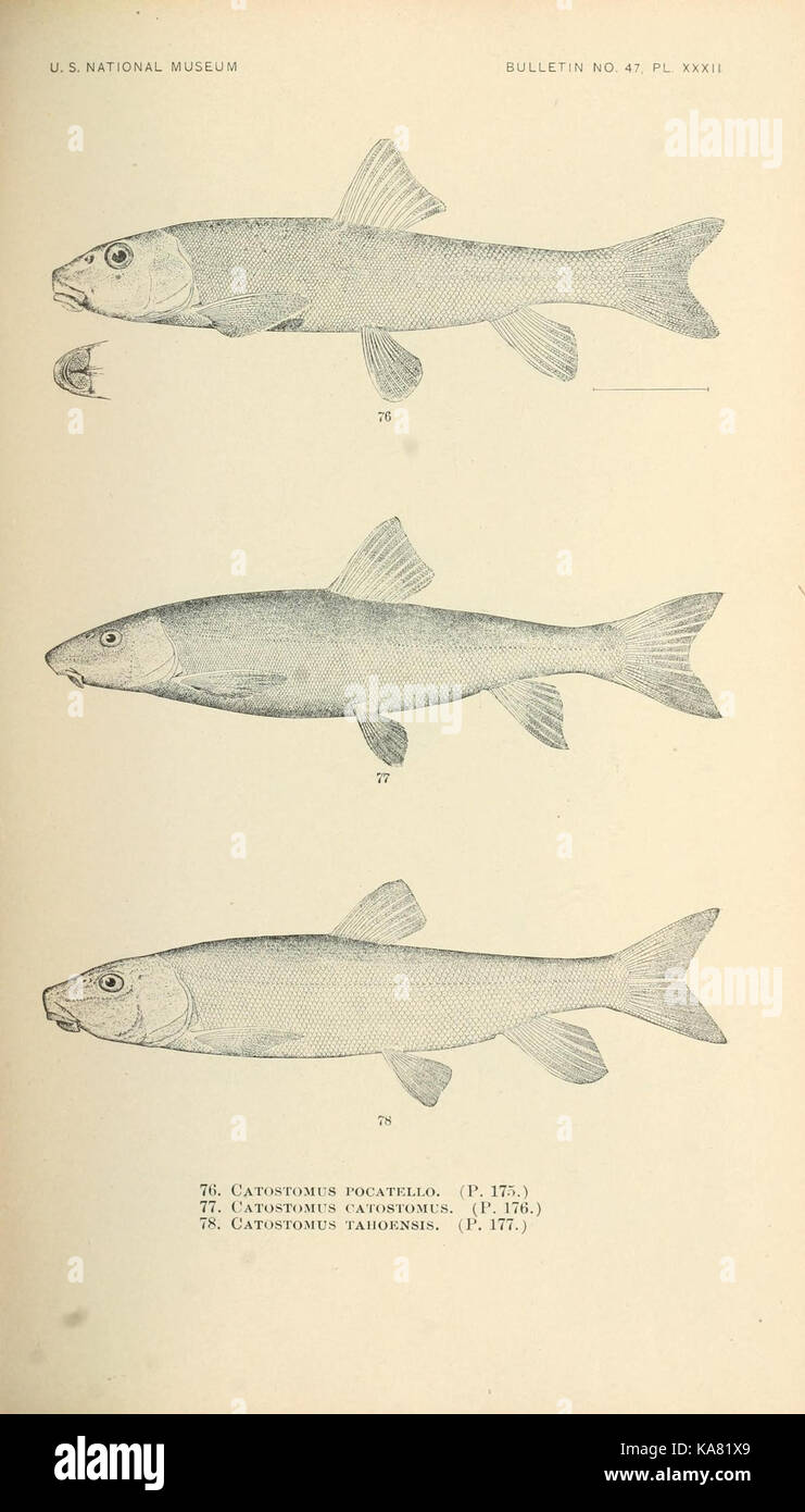 Die Fische aus Nord- und Mittelamerika (PL. XXXII) (7983310450) Stockfoto