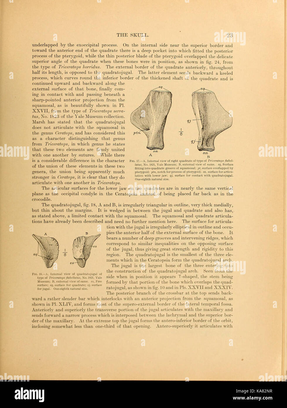 Die ceratopsia BHL 39875530 Stockfoto