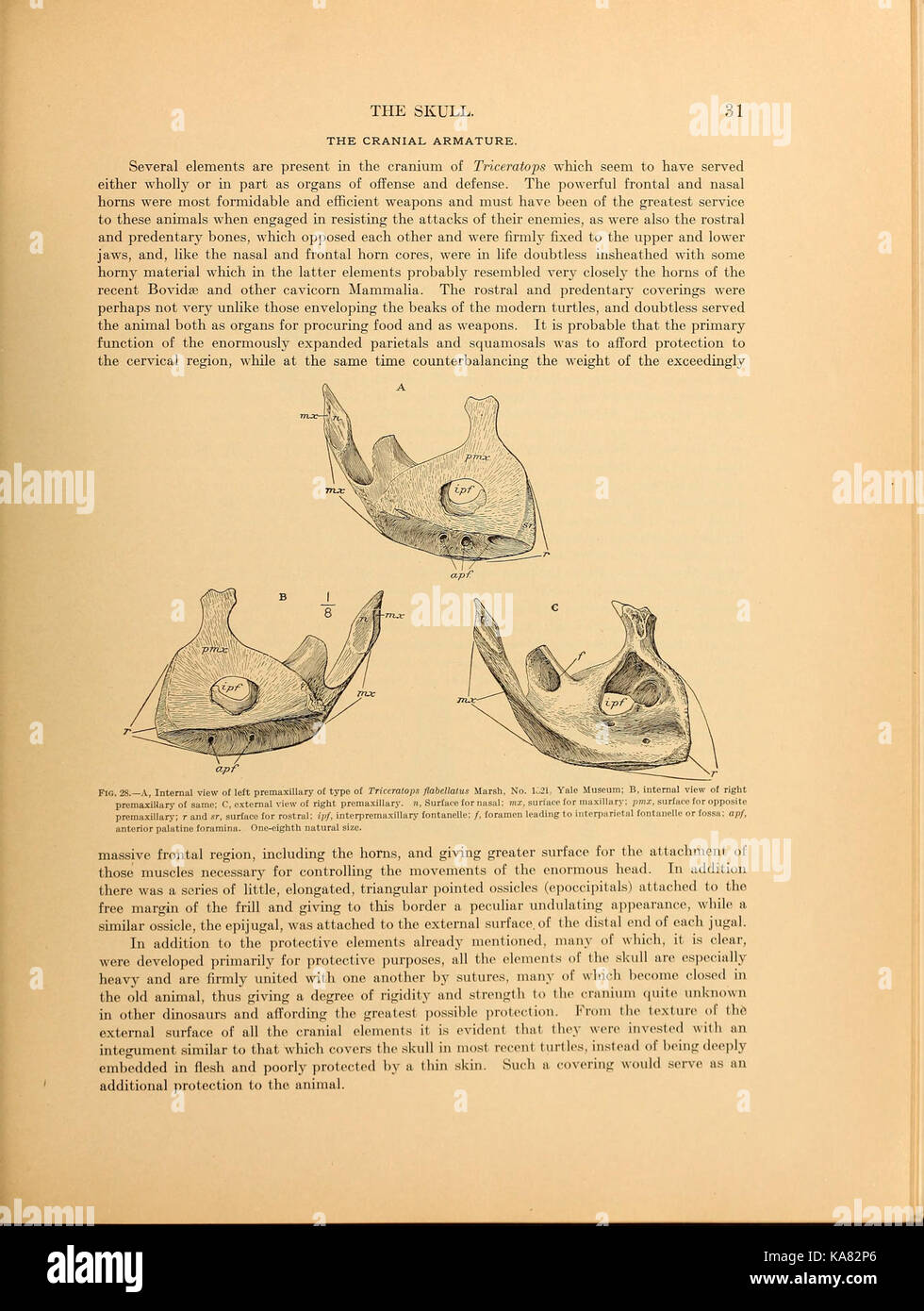 Die ceratopsia BHL 39875538 Stockfoto