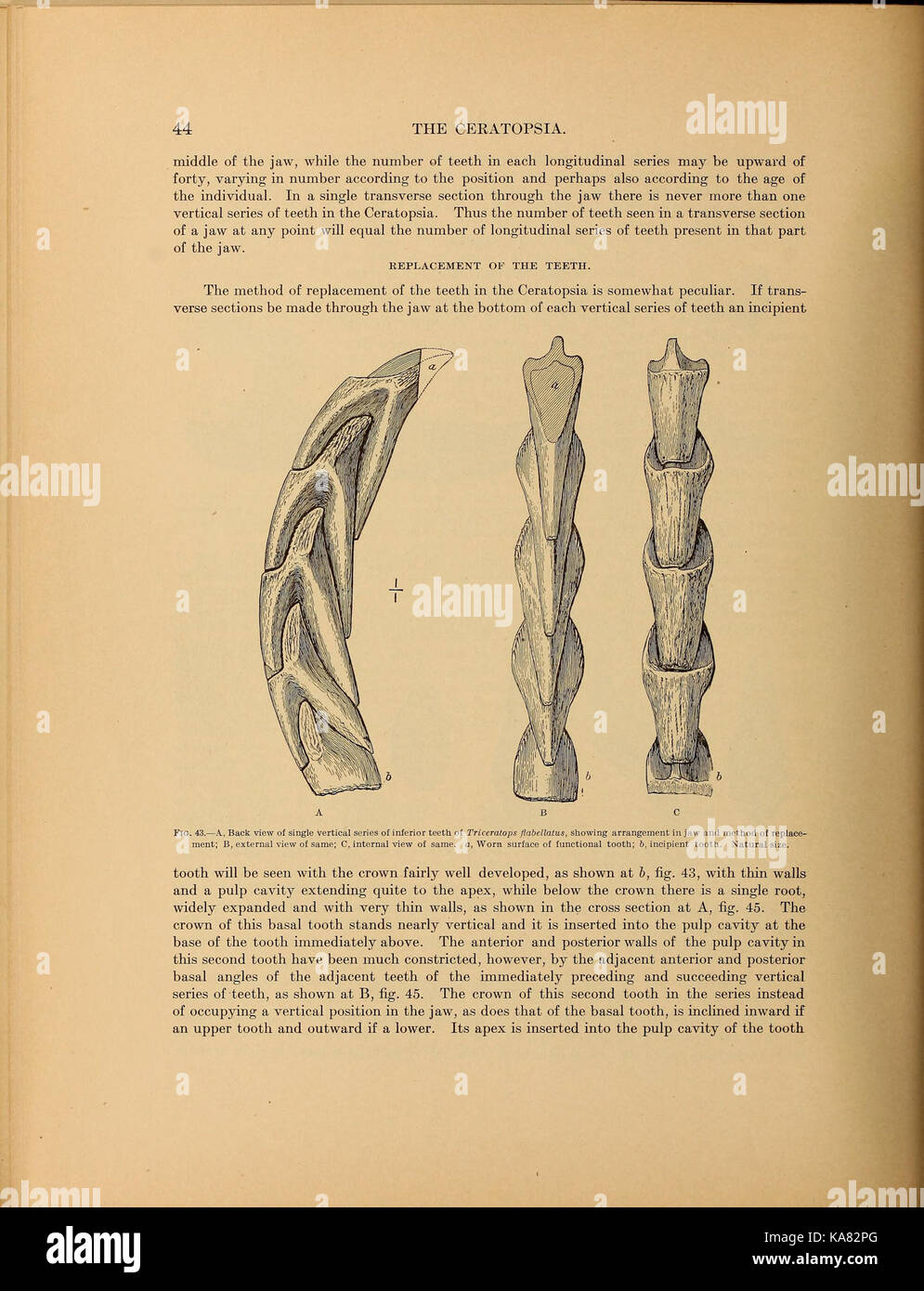 Die ceratopsia BHL 39875589 Stockfoto