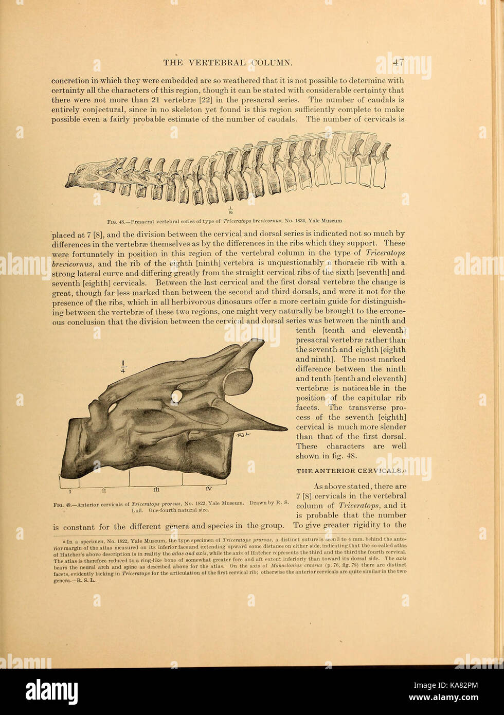 Die ceratopsia BHL 39875592 Stockfoto