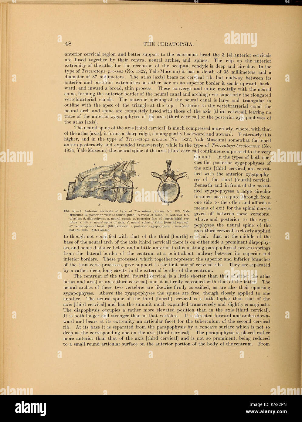 Die ceratopsia BHL 39875593 Stockfoto