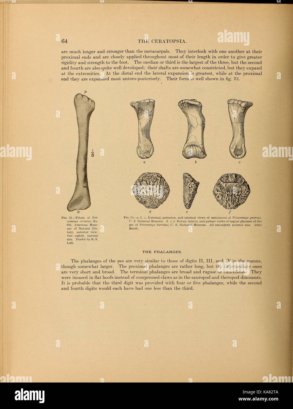 Die Ceratopsia bezieht sich auf eine Gruppe von pflanzenfressenden Dinosauriern, die für ihre charakteristischen Hörner und Schnörkel bekannt sind. Dieser Eintrag bezieht sich wahrscheinlich auf eine wissenschaftliche Publikation oder ein Bild, das sich auf Ceratopsia-Arten bezieht. Stockfoto