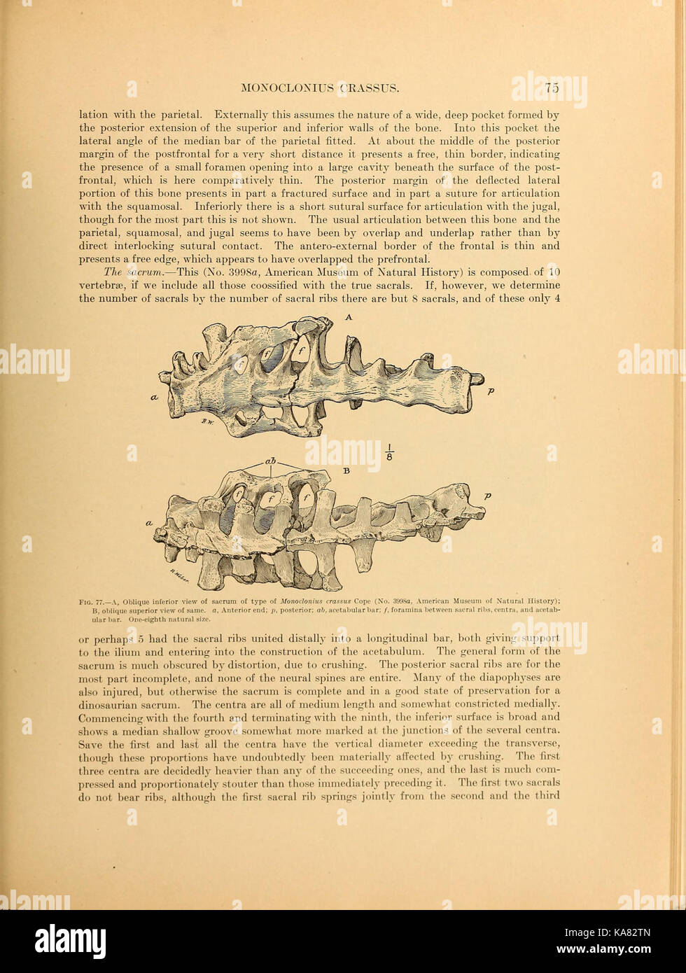 Die ceratopsia BHL 39875620 Stockfoto