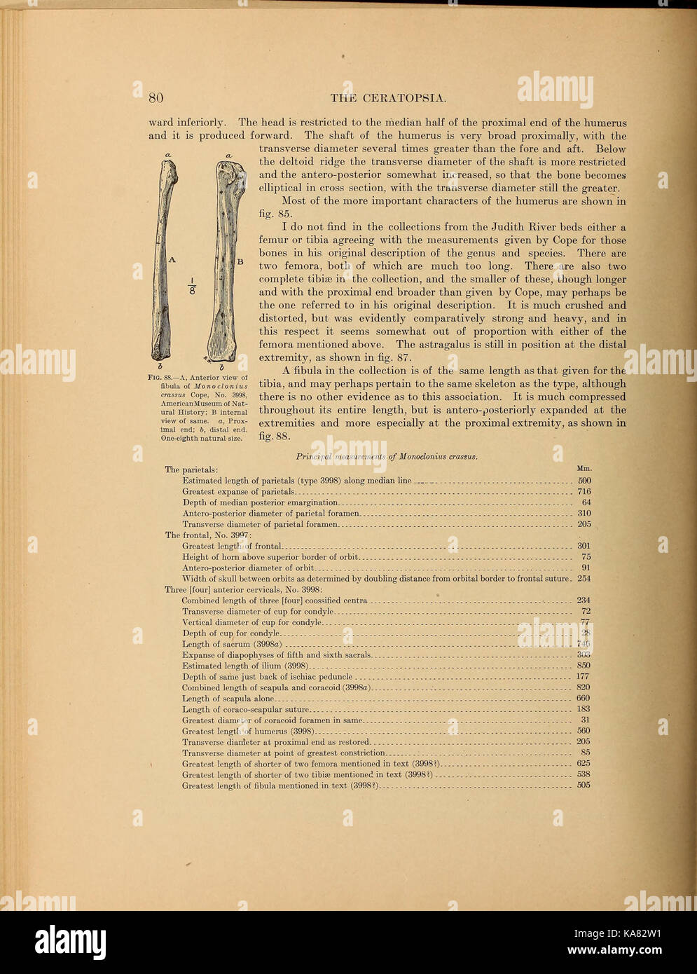 Die ceratopsia BHL 39875625 Stockfoto