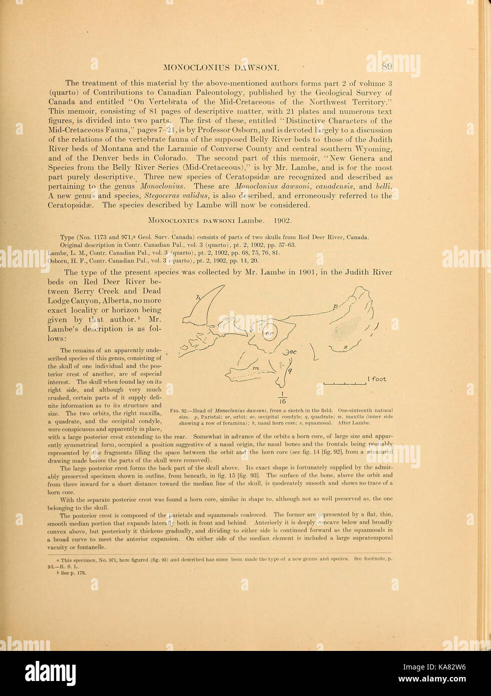 Die ceratopsia BHL 39875634 Stockfoto