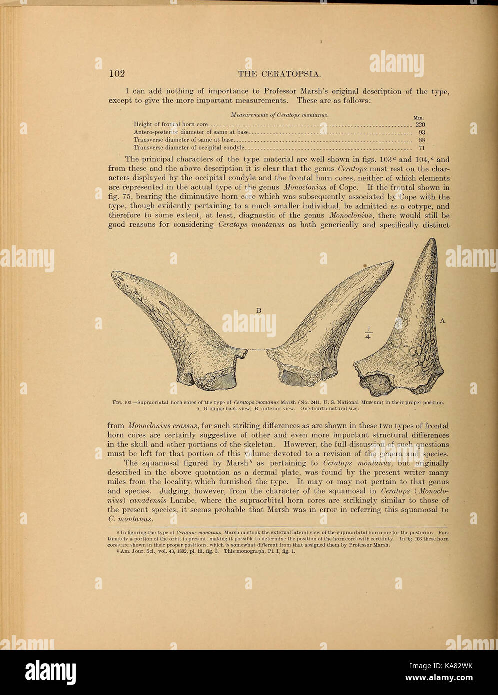Die ceratopsia BHL 39875647 Stockfoto