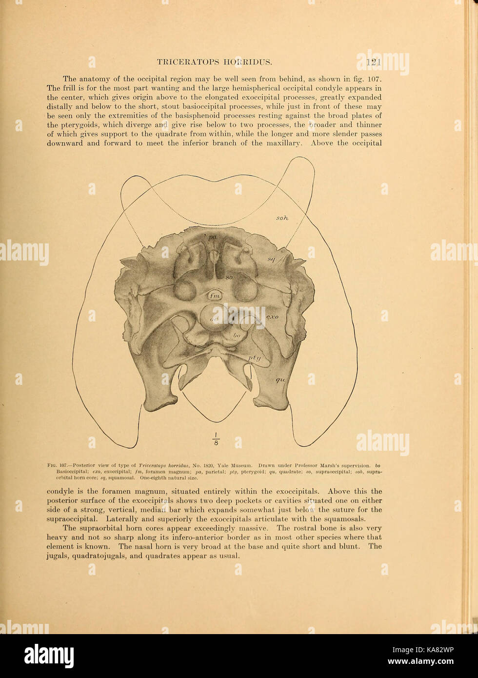 Dieses Bild zeigt Ceratopsia, eine Gruppe von pflanzenfressenden Dinosauriern, die für ihre auffälligen Schnörkel und Hörner bekannt sind. Diese Dinosaurier durchstreiften die Erde während der späten Kreidezeit, mit namhaften Arten wie Triceratops. Stockfoto