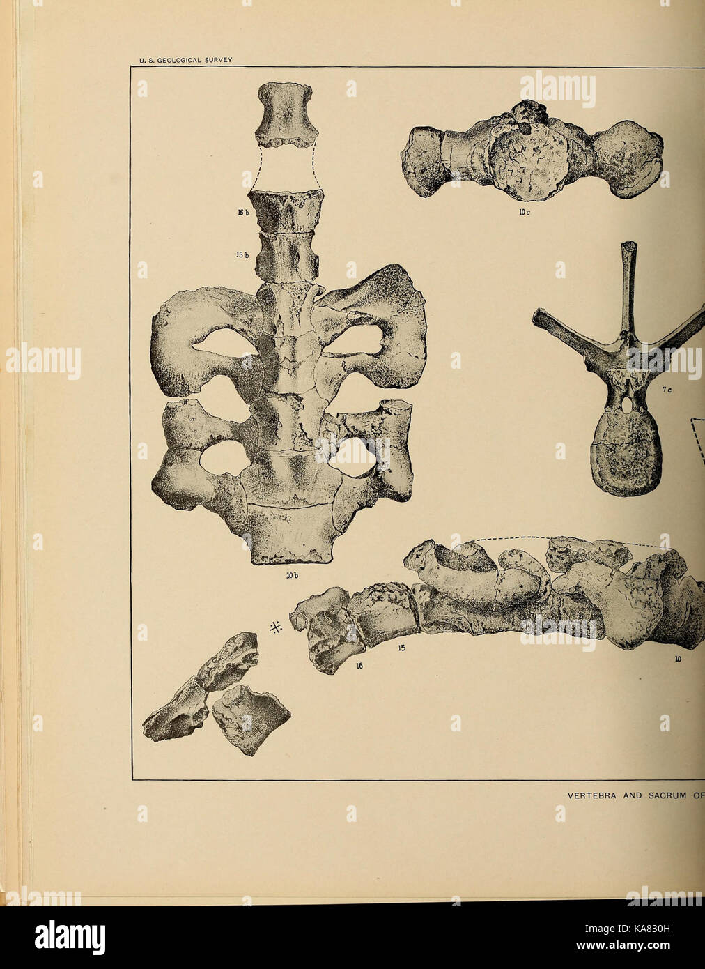 Die ceratopsia (Platte XXV) BHL 39875865 Stockfoto