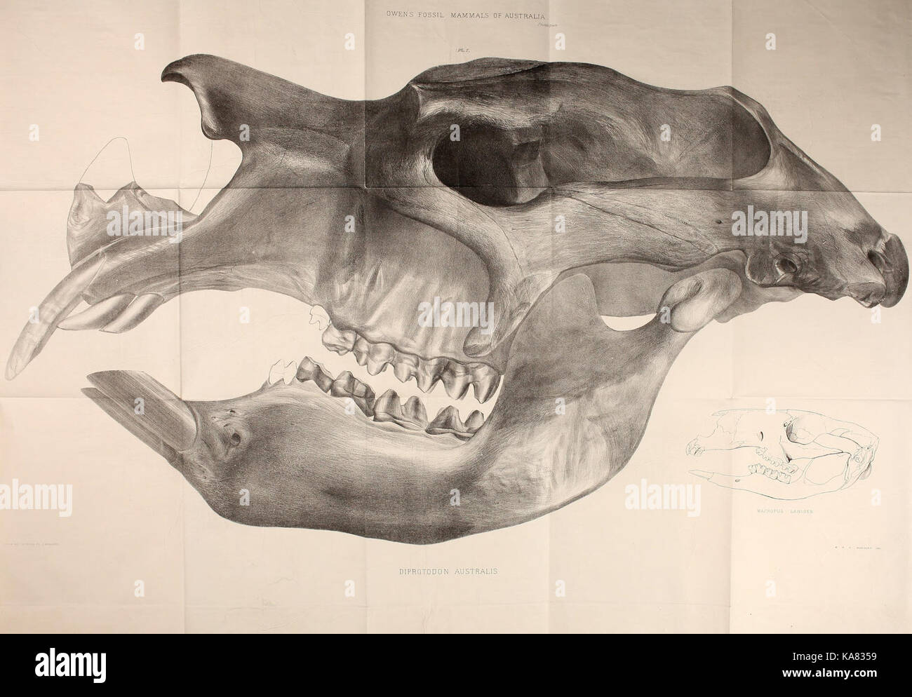 Forschungen über die fossilen Überreste der ausgestorbenen Säugetiere Australiens BHL 43607550 Stockfoto