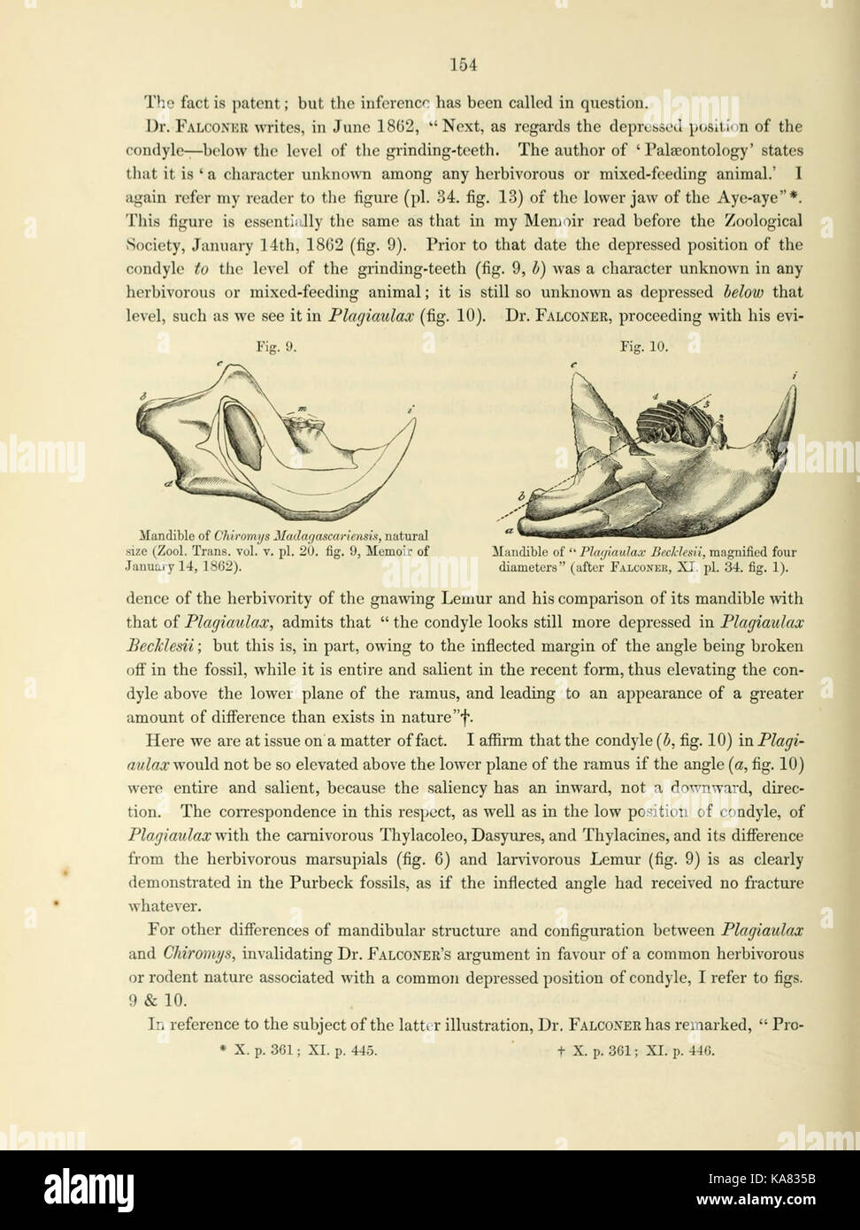 Forschungen über die fossilen Überreste der ausgestorbenen Säugetiere Australiens (Seite 154) BHL 43607660 Stockfoto