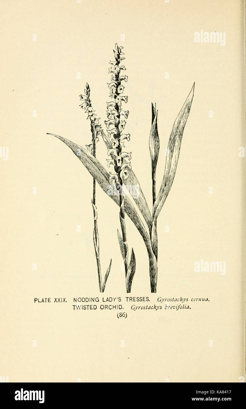 Southern wild wachsenden Blumen und Bäume (Seite 86, Plate XXIX) BHL 23630266 Stockfoto