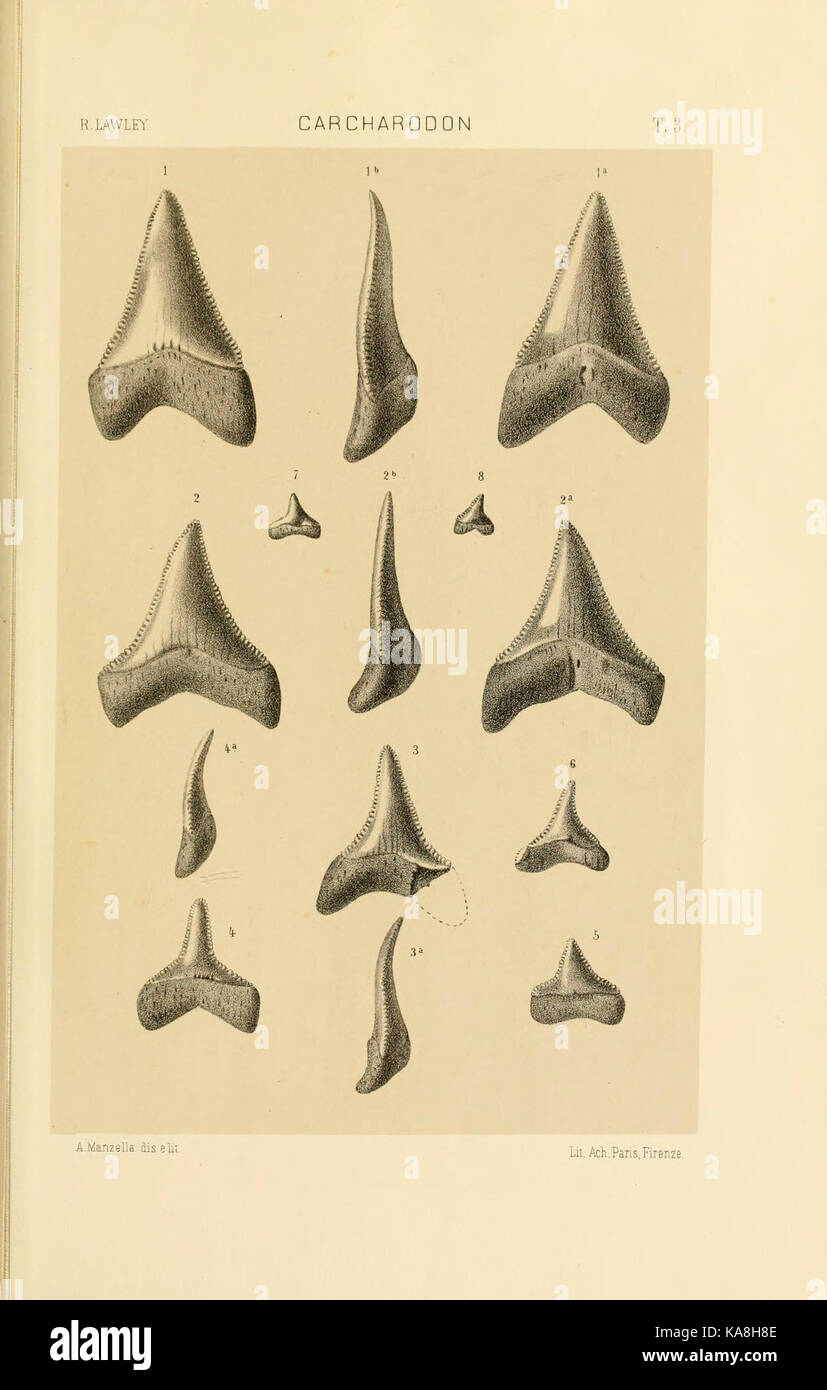 Studi comparativi sui Pesci fossili coi viventi dei generi Carcharodon, Oxyrhina e Galeocerdo (Platte 3) BHL 13812981 Stockfoto