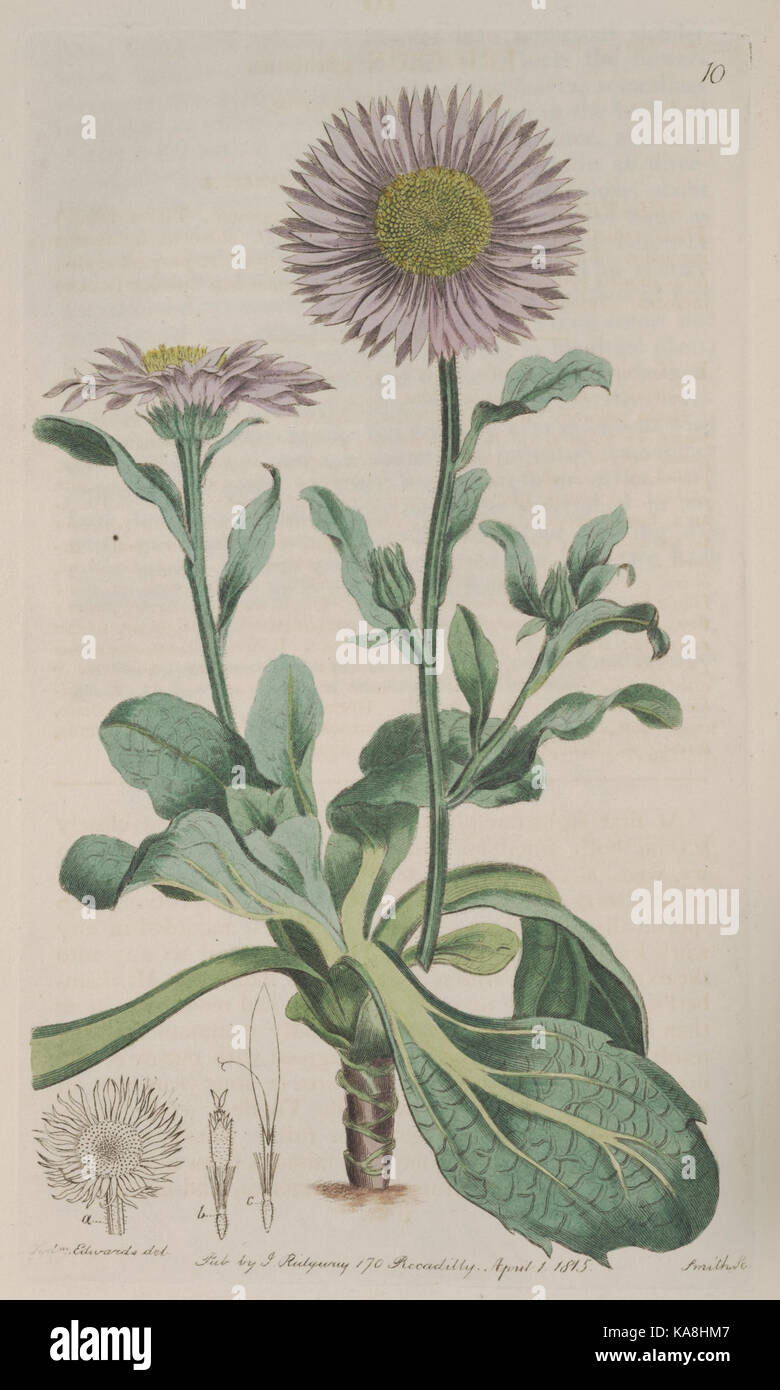Der Botanische registrieren (Platte 10) BHL 8303 Stockfoto