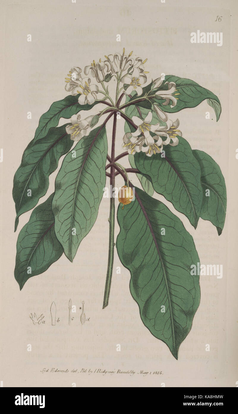 Der Botanische registrieren (Platte 16) BHL 8321 Stockfoto