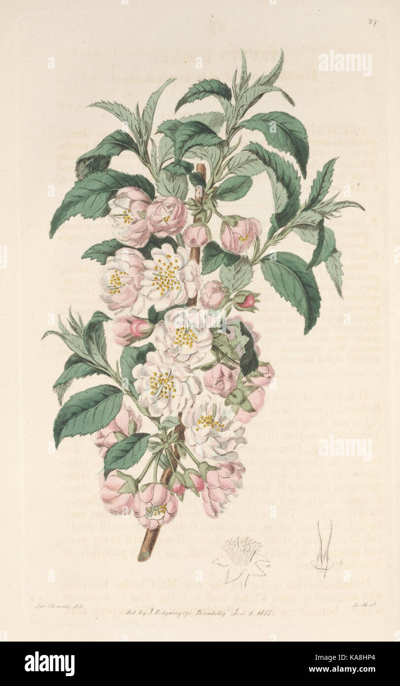Platte 27 aus *The Botanical Register* zeigt eine detaillierte Darstellung einer blühenden Pflanze, die Teil einer botanischen Publikation aus dem frühen 19. Jahrhundert ist. Stockfoto