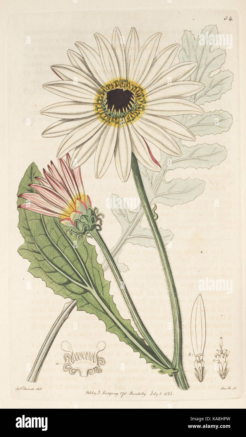 Der Botanische registrieren (Platte 34) BHL 8374 Stockfoto