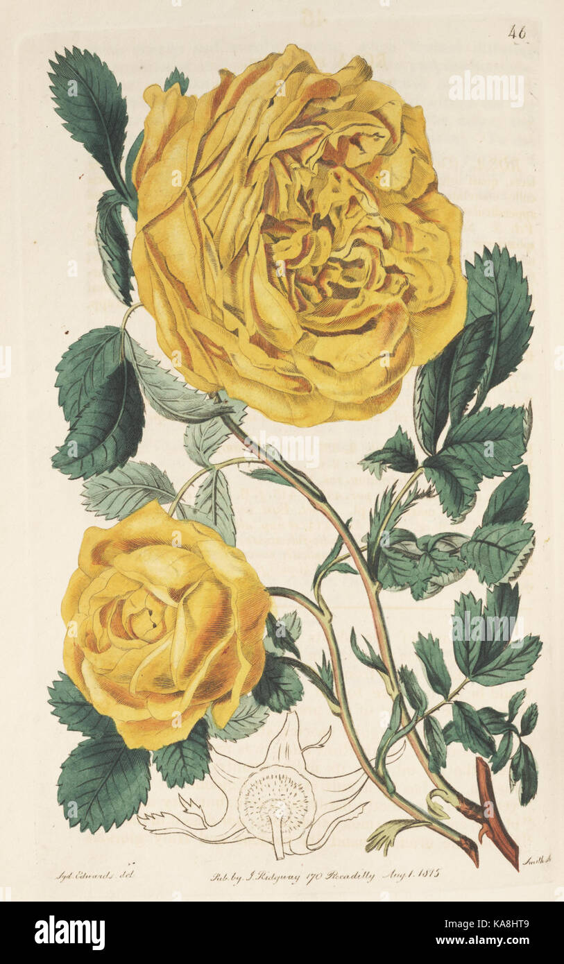 Der Botanische registrieren (Platte 46) BHL8410 Stockfoto