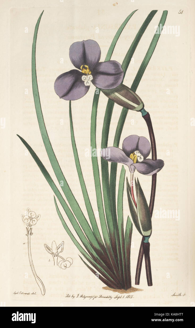 Der Botanische registrieren (Platte 51) BHL8425 Stockfoto