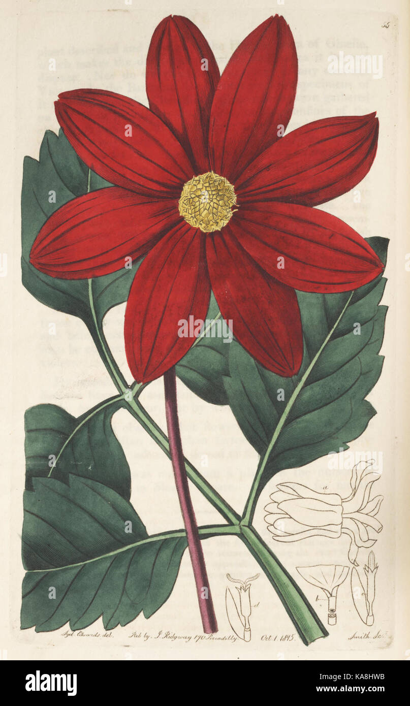 Der Botanische registrieren (Platte 55) BHL 8438 Stockfoto