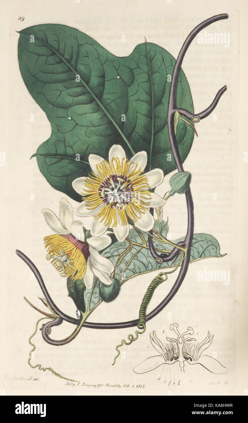 Der Botanische registrieren (Platte 59) BHL8450 Stockfoto