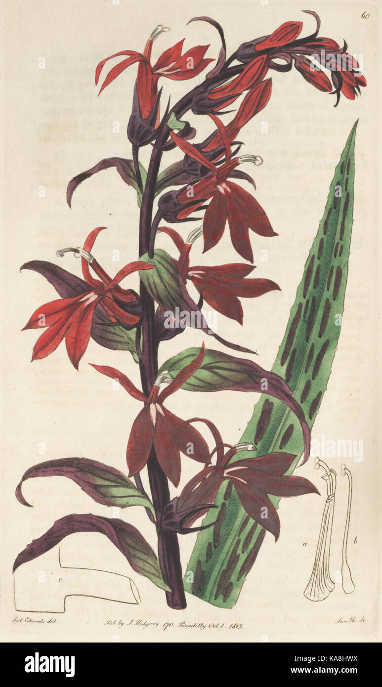 Der Botanische registrieren (Platte 60) BHL 8453 Stockfoto