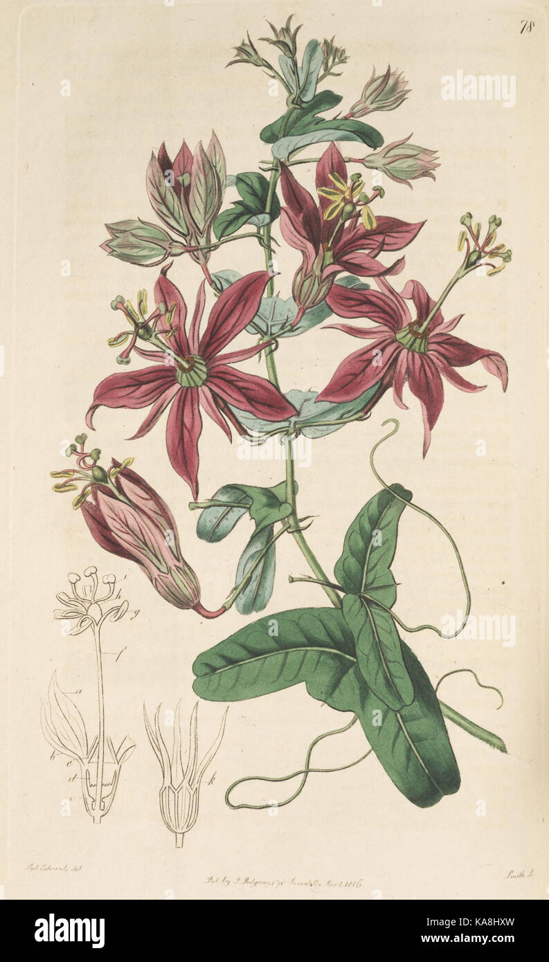 Platte 78 aus „The Botanical Register“ zeigt eine detaillierte botanische Darstellung, die eine bestimmte Pflanzenart hervorhebt. Diese Publikation stellt eine Vielzahl von Pflanzenarten vor, die zur Erforschung der Pflanzentaxonomie und des Gartenbaus beitragen. Stockfoto