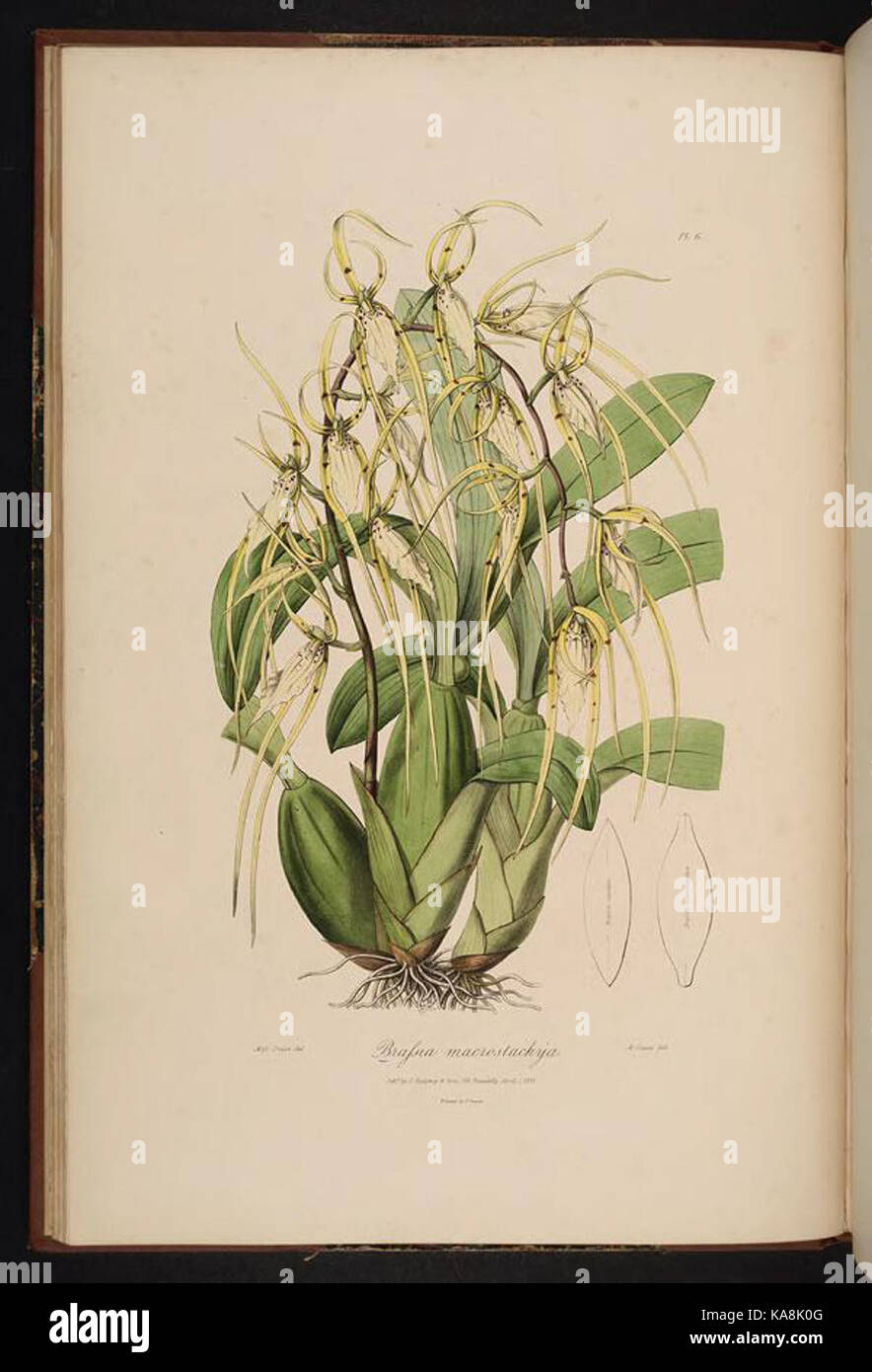 Sertum orchidaceum (PL. 6) BHL 269807 Stockfoto