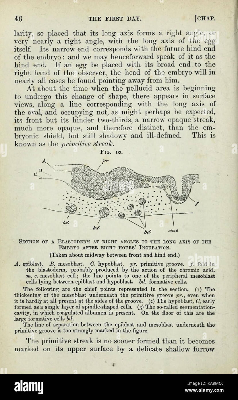 Die Elemente der Embryologie,&c (Seite 46) BHL 33381216 Stockfoto
