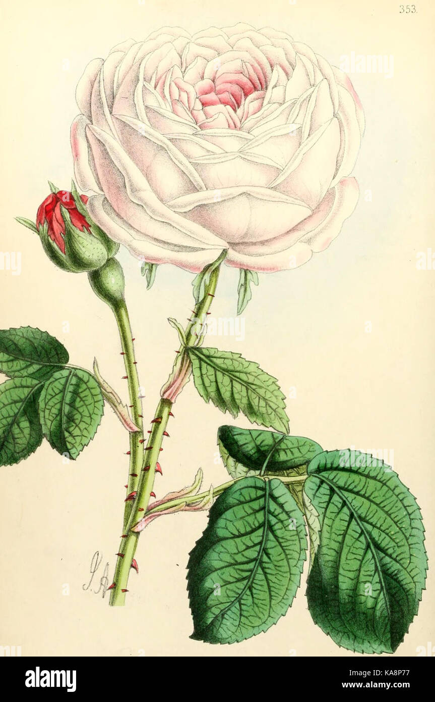 Platte 353 des „The Floral Magazine“ zeigt eine detaillierte Illustration verschiedener Blumen, zeigt botanische Kunst und gibt Einblicke in Pflanzenarten im historischen Kontext. Stockfoto