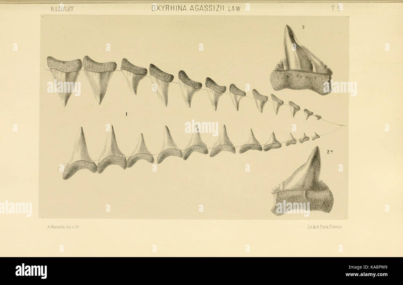 Studi comparativi sui Pesci fossili coi viventi dei generi Carcharodon, Oxyrhina e Galeocerdo (Platte 5) BHL 13813099 Stockfoto