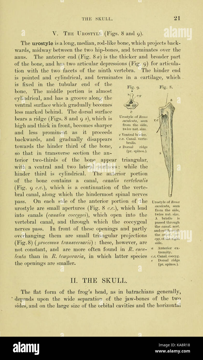 Die Anatomie der Frosch (Seite 21, Abb. 8 9) BHL 7554814 Stockfoto