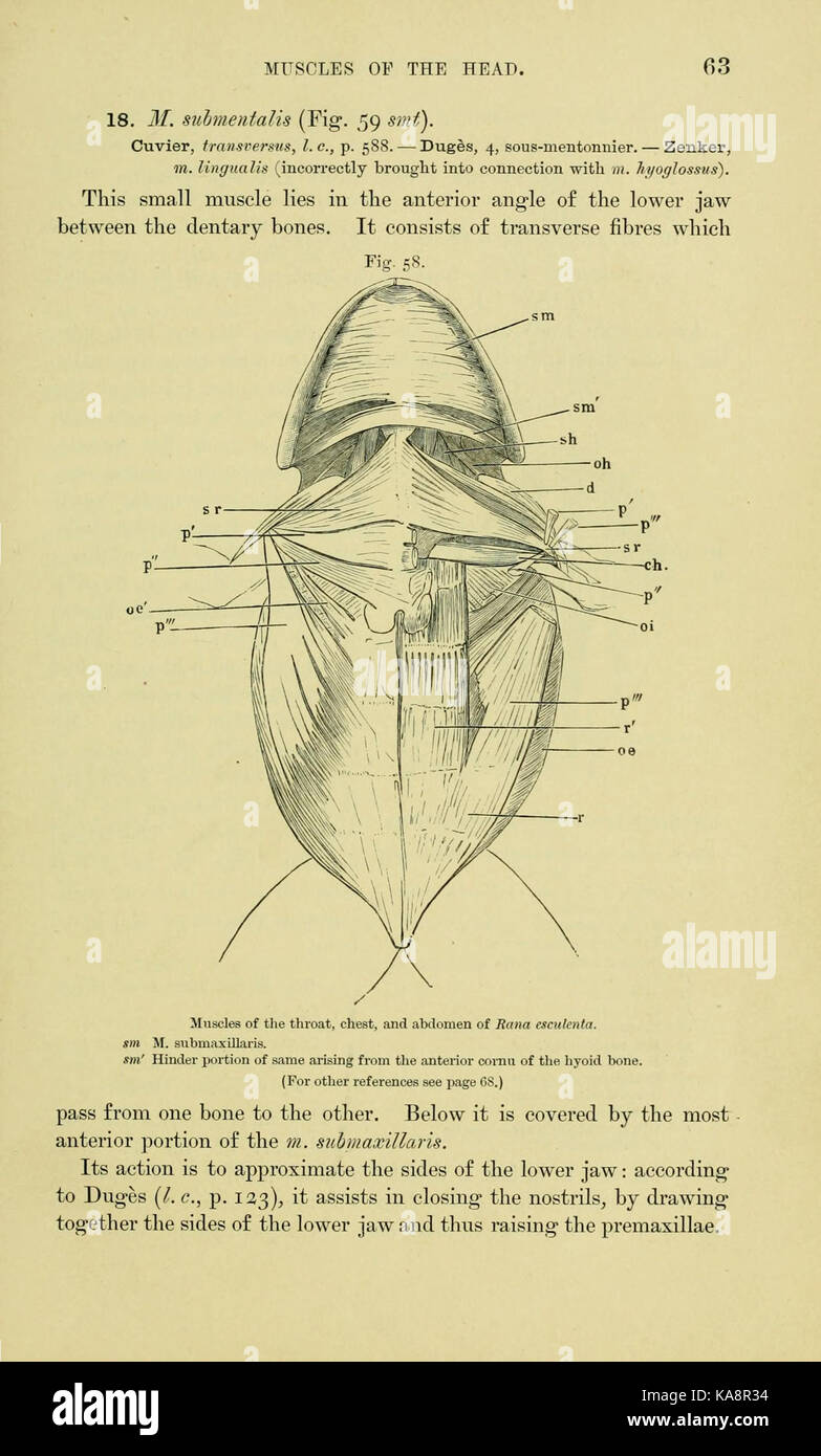 Die Anatomie der Frosch (Seite 63, Abb. 58) BHL 7554791 Stockfoto