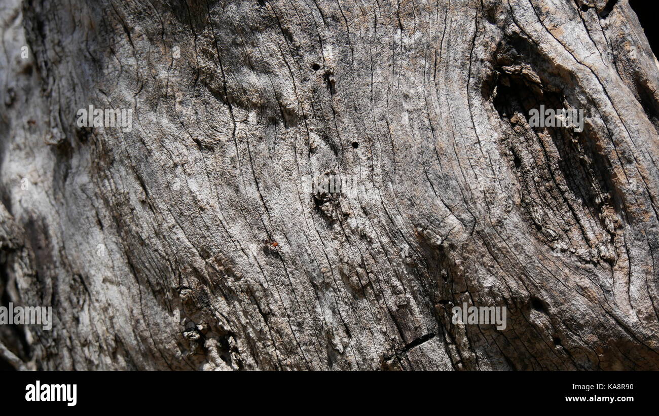 Rinde von Olive Tree Stockfoto