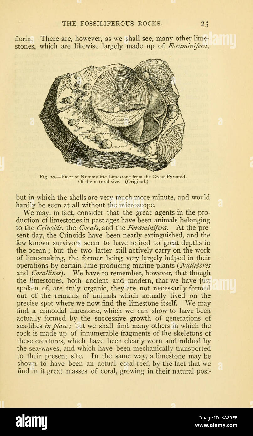 Die alten Leben Geschichte der Erde (Seite 25, Abb. 10) BHL 13762492 Stockfoto