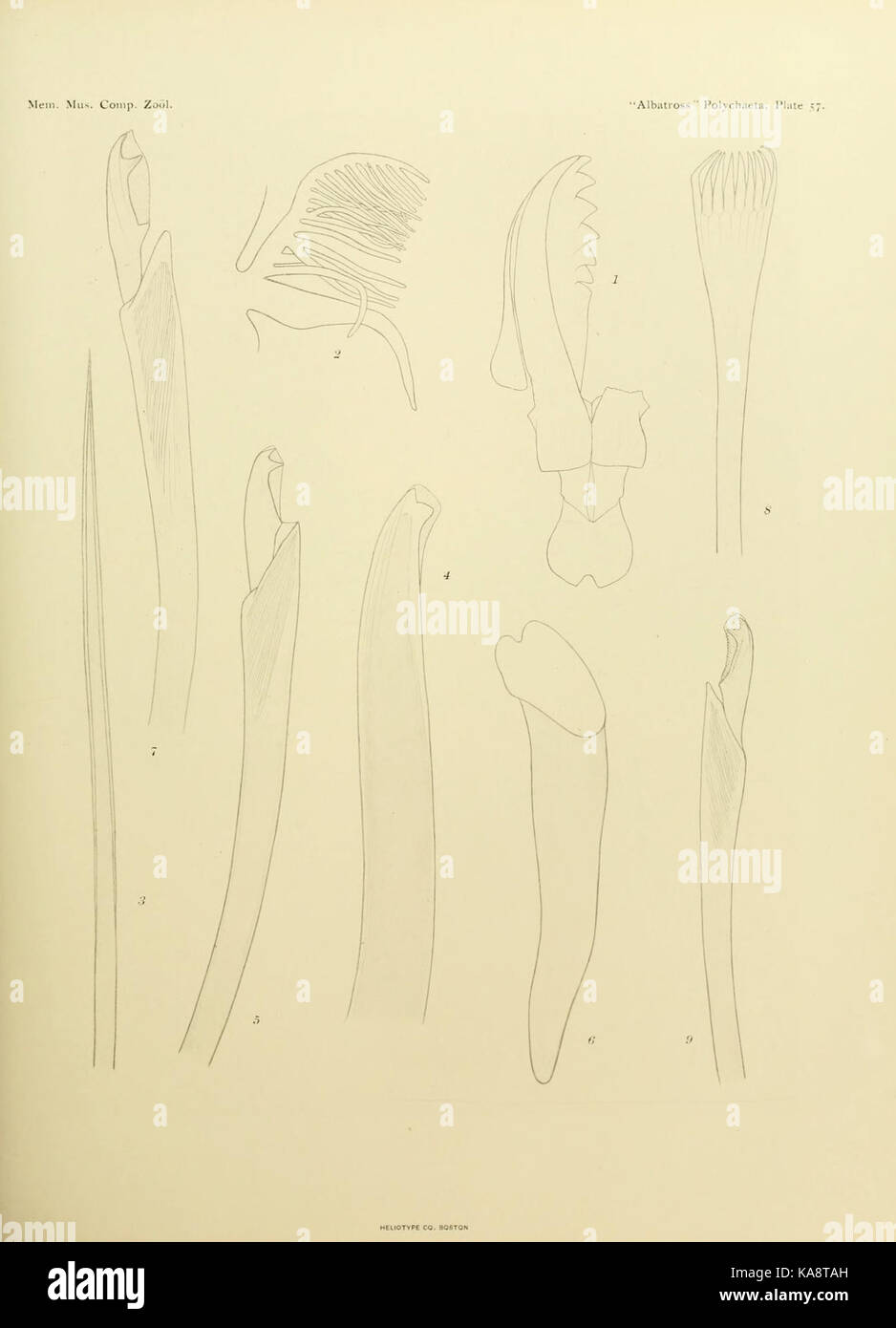 Diese Platte aus „The Annelida Polychaeta“ zeigt Arten innerhalb der Polychaeten-Klasse der Anneliden, wobei der Schwerpunkt auf Meereswurmarten liegt. Die Studie trägt zum Verständnis der Meeresbiologie und der ringeliden Diversität bei. Stockfoto
