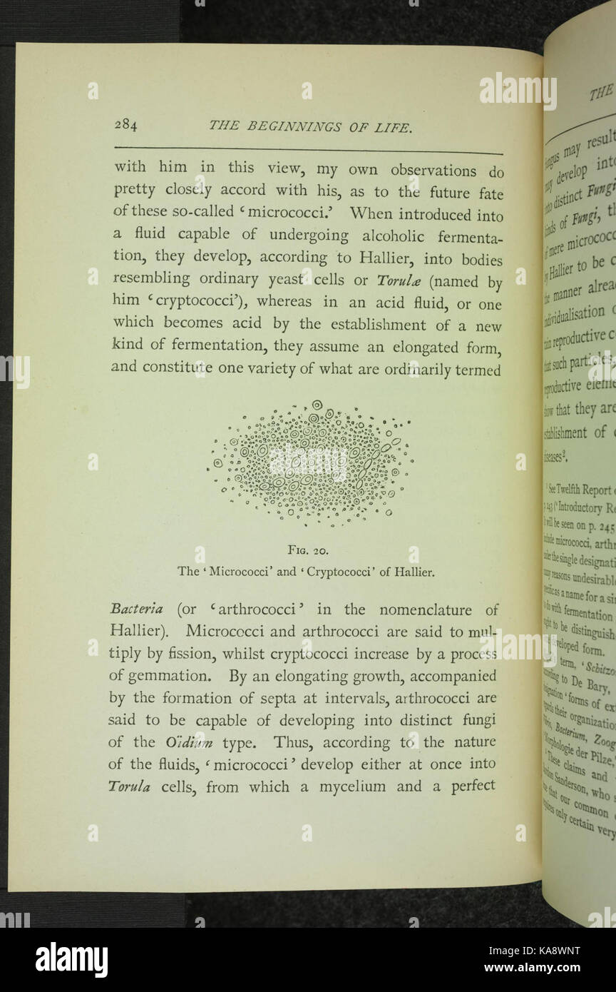 Die Anfänge des Lebens (Seite 284) BHL 34480038 Stockfoto