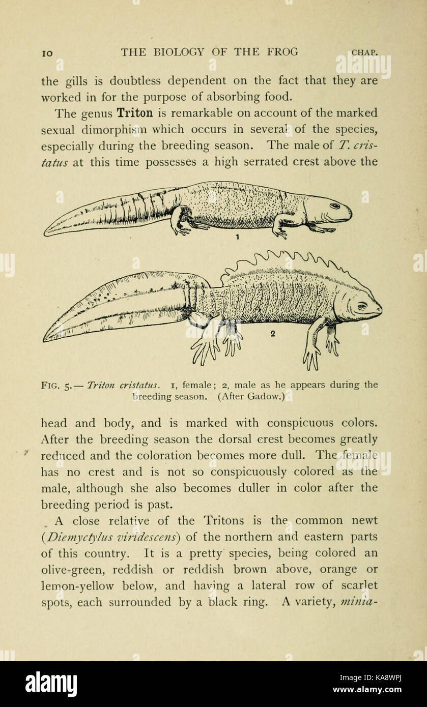 Die Biologie der Frosch (Seite 10, Abb. 5) BHL 7720727 Stockfoto