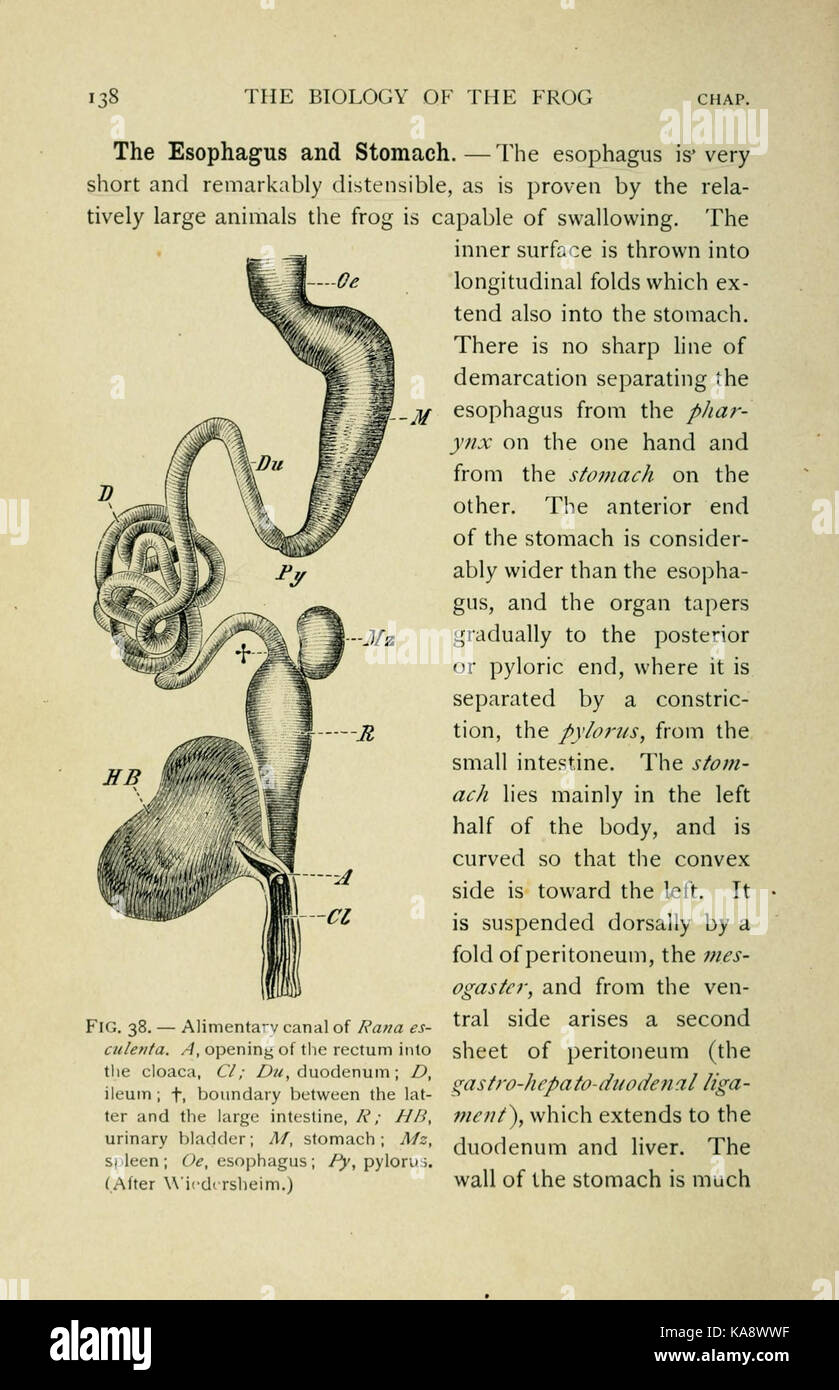 Die Biologie der Frosch (Seite 138, Abb. 38) BHL 7720486 Stockfoto